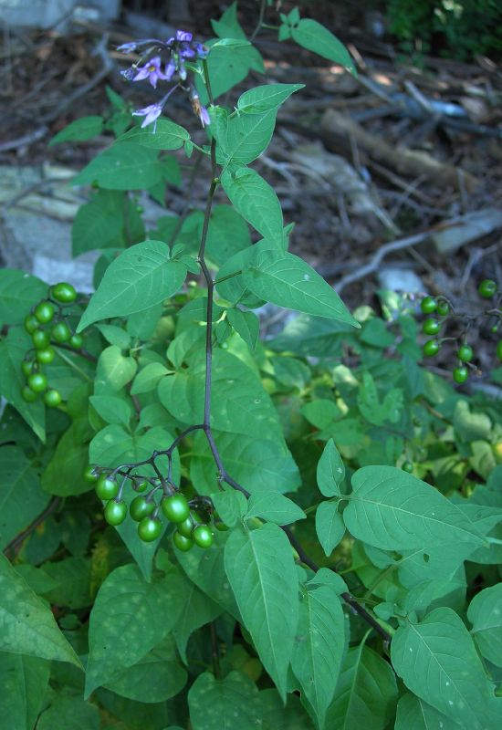 Solanaceae Solanum dulcamera
