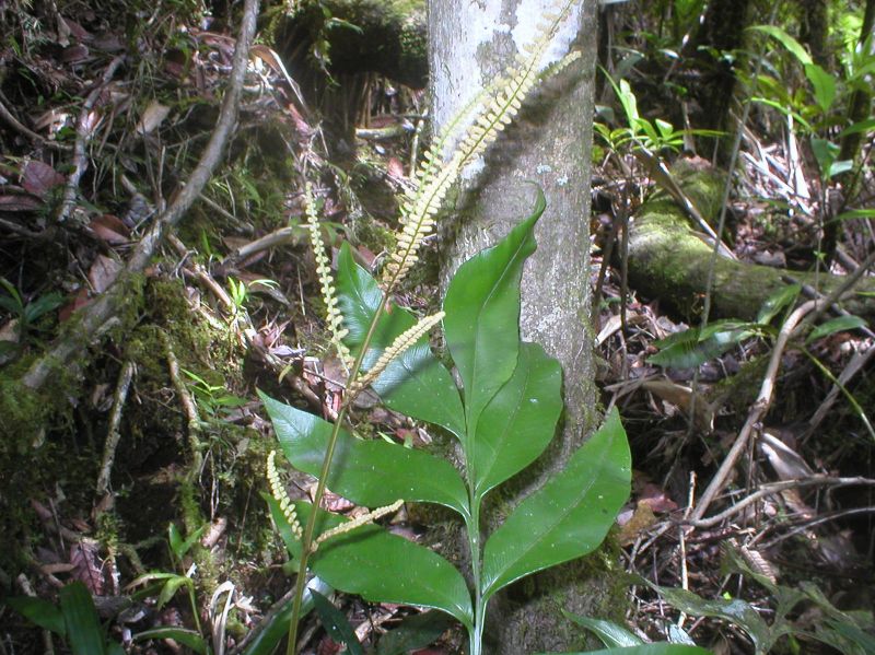 Dryopteridaceae Olfersia alata