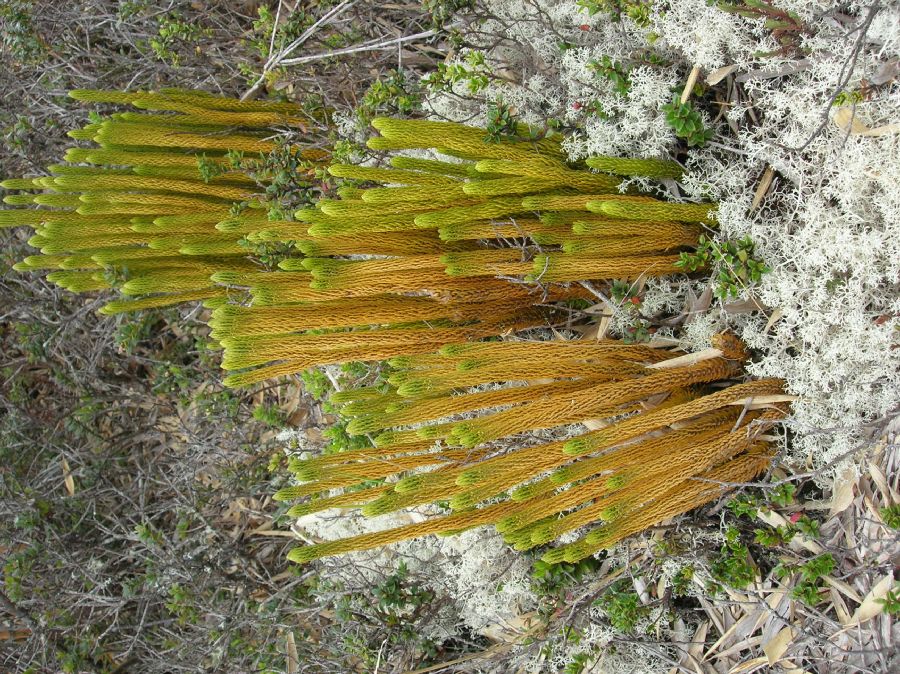 Lycopodiaceae Phlegmariurus talamancanus