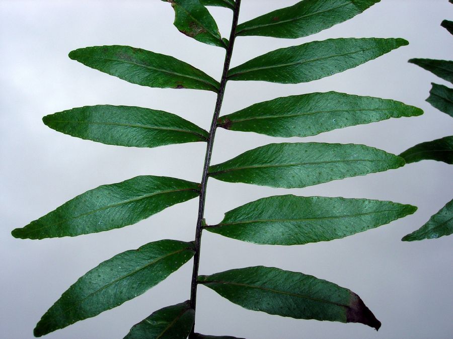 Polypodiaceae Pleopeltis montigena