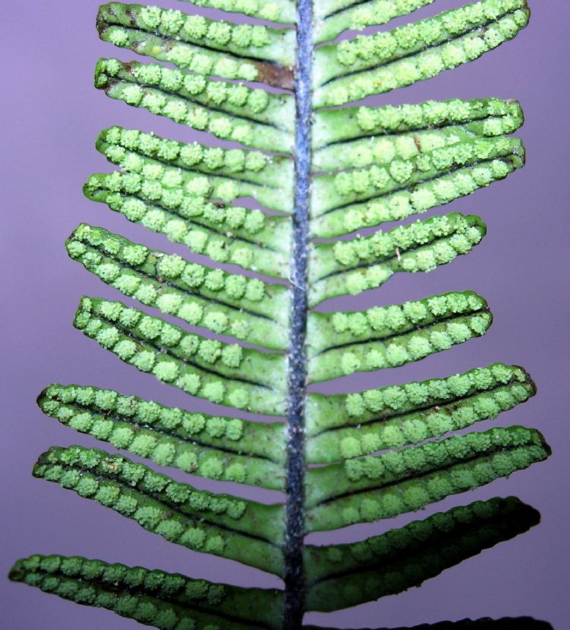 Grammitidaceae Terpsichore semihirsuta