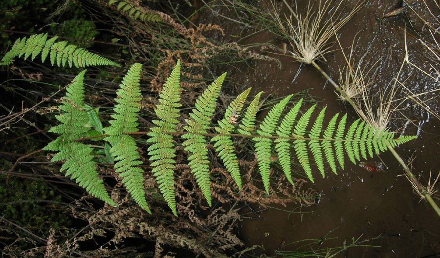 Dennstaedtiaceae Hypolepis rugosula