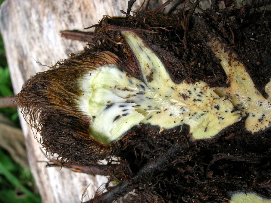 Dryopteridaceae Megalastrum biseriale