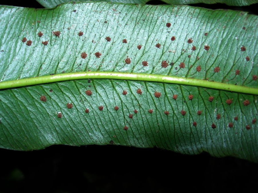  Phanerophlebia macrosora