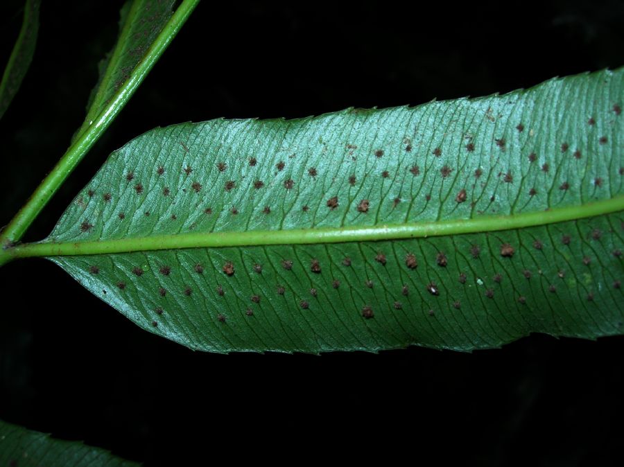  Phanerophlebia macrosora