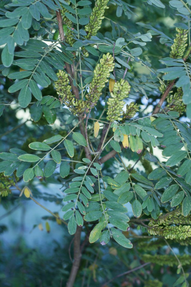 Fabaceae Cassia 