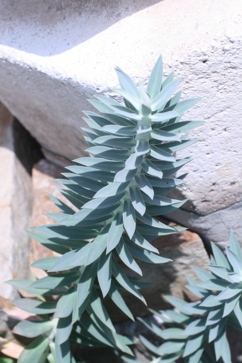 Euphorbiaceae Euphorbia rigida