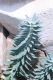 image of Euphorbia rigida
