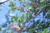 image of Quercus palustris
