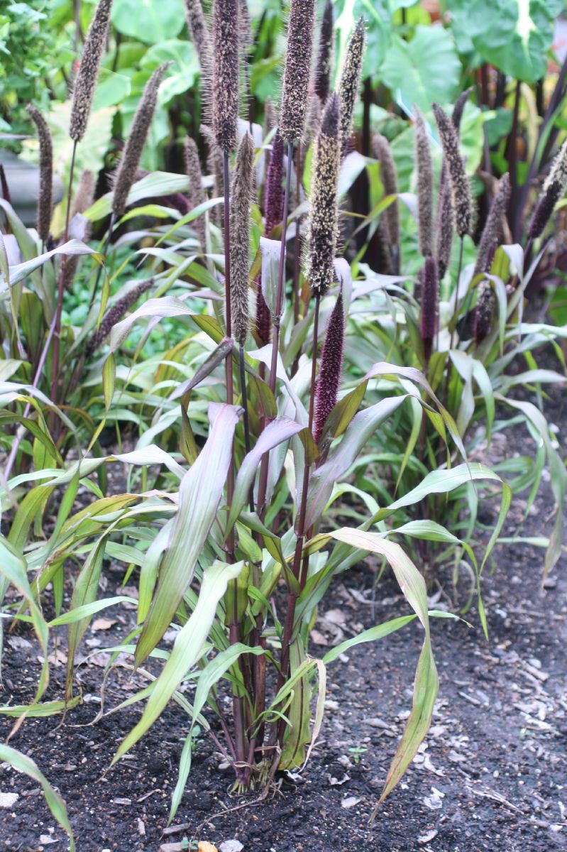 Poaceae Pennisetum glaucum