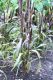 image of Pennisetum glaucum