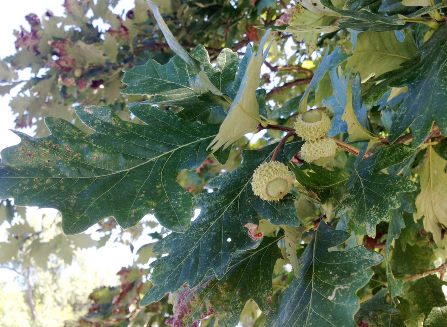Fagaceae Quercus lyrata
