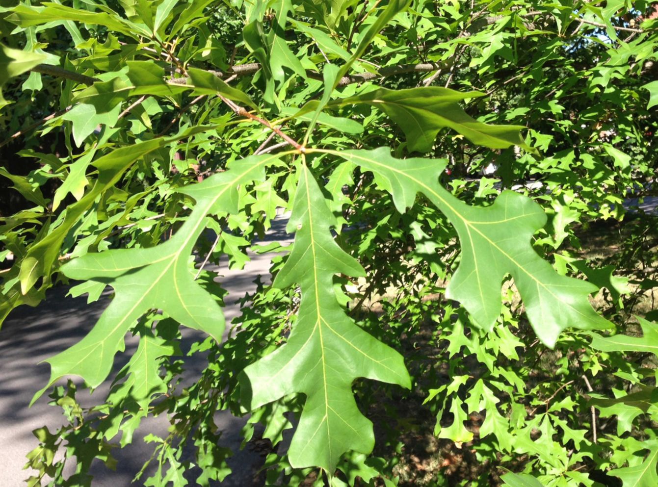 Fagaceae Quercus falcata