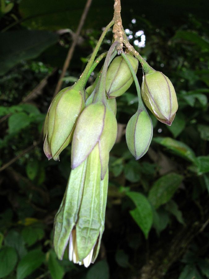 Solanaceae Merinthopodium neuranthum