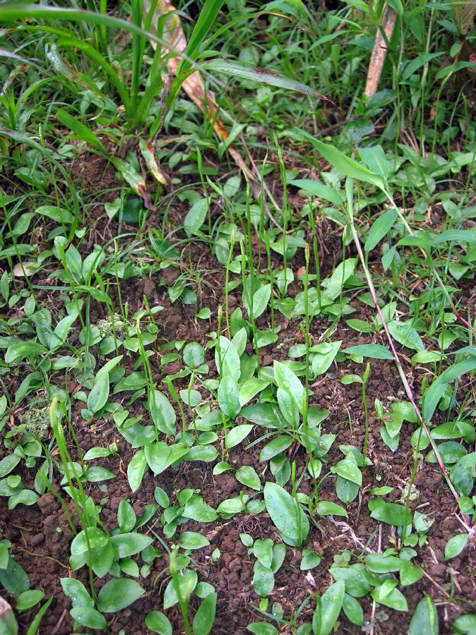 Ophioglossaceae Ophioglossum nudicaule