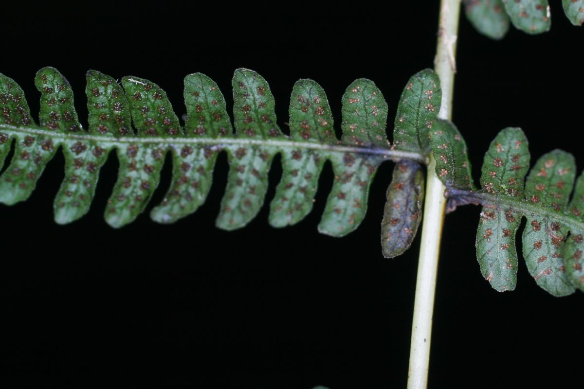 Thelypteridaceae Amauropelta barvae