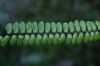 image of Asplenium polyphyllum