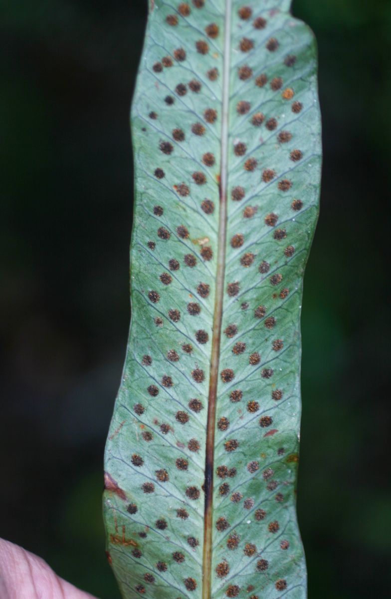 Polypodiaceae Campyloneurum pittieri