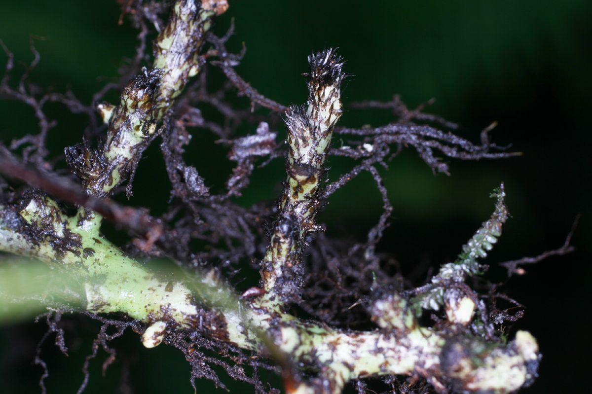 Polypodiaceae Campyloneurum pittieri