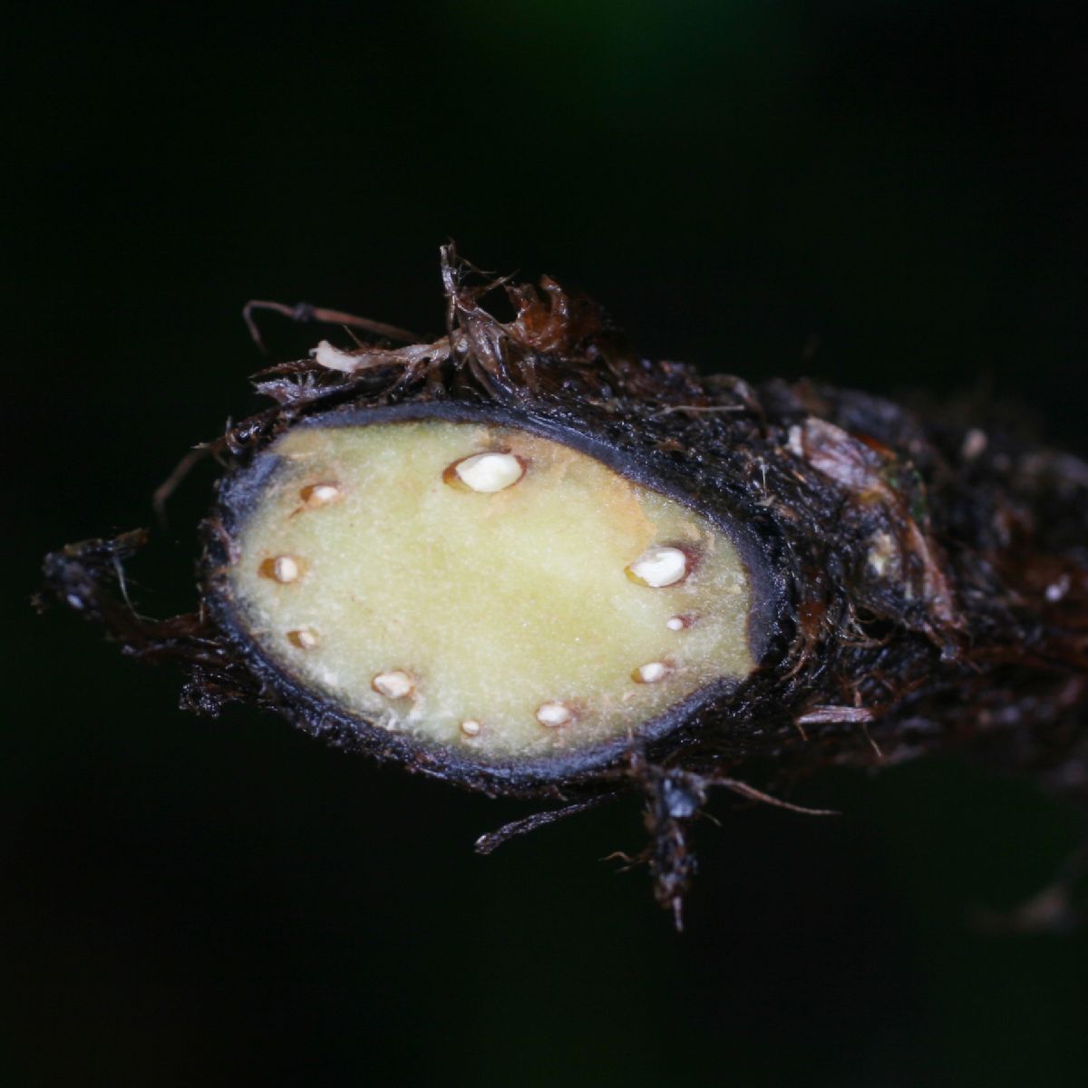 Dryopteridaceae Dryopteris wallichiana