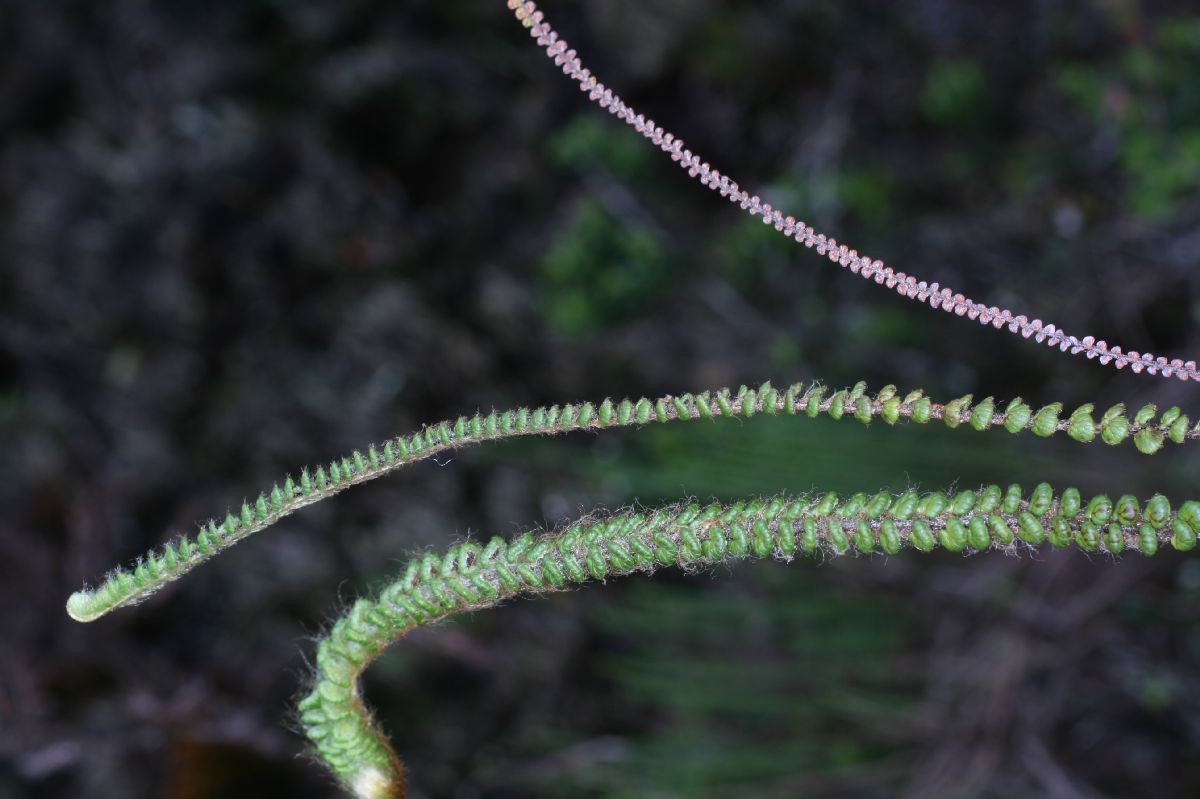 Pteridaceae Jamesonia rotundifolia