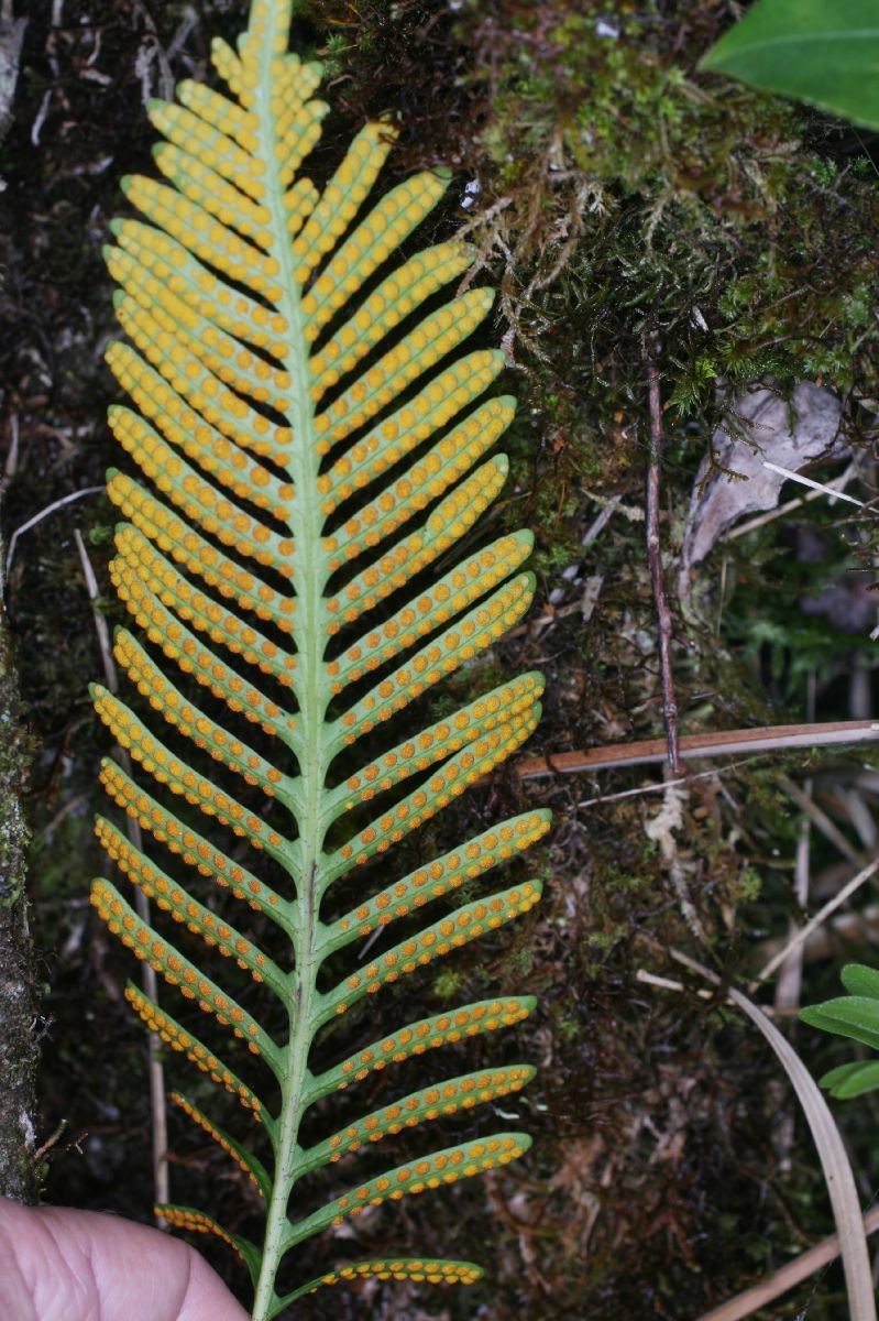 Polypodiaceae Pleopeltis remota