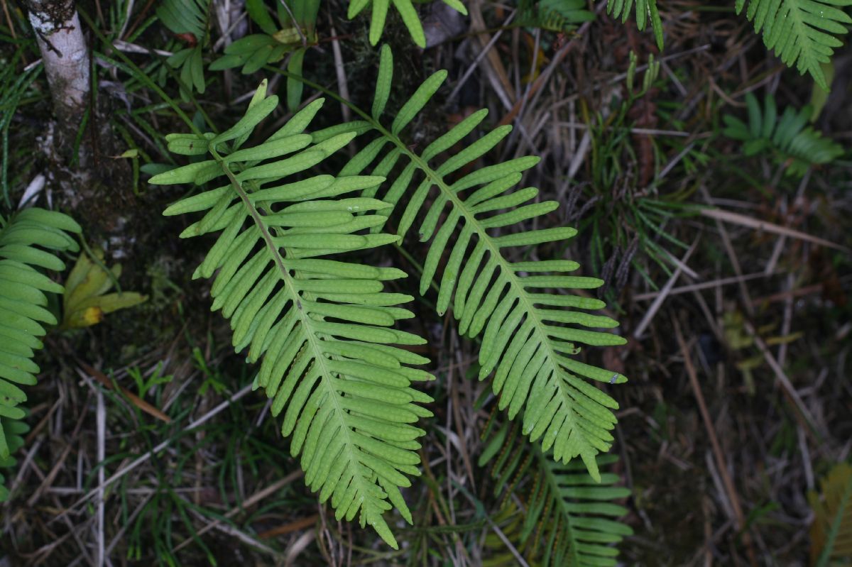 Polypodiaceae Pleopeltis remota