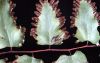 image of Lygodium microphyllum