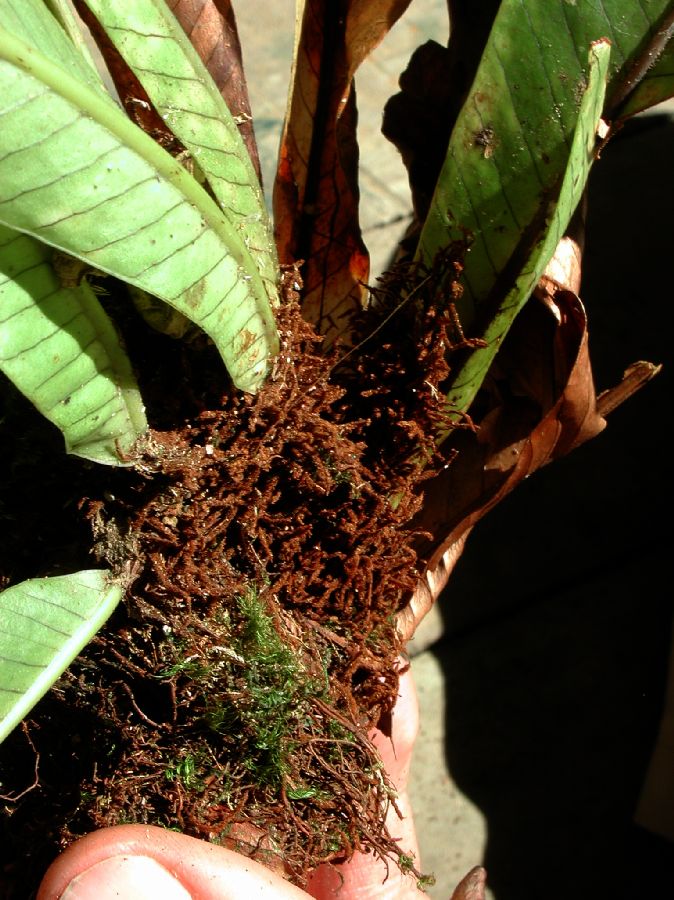 Polypodiaceae Niphidium nidulare