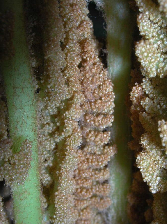 Osmundaceae Osmunda cinnamomea