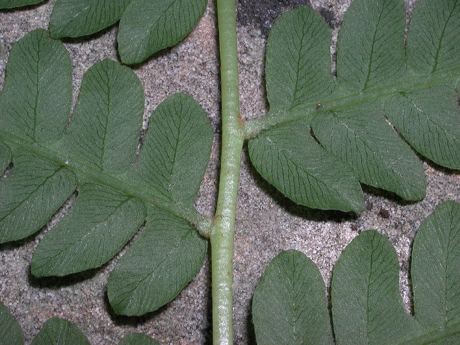 Osmundaceae Osmunda claytoniana