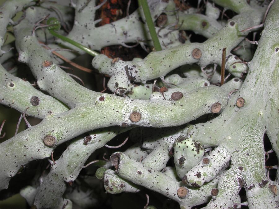 Polypodiaceae Goniophlebium formosanum