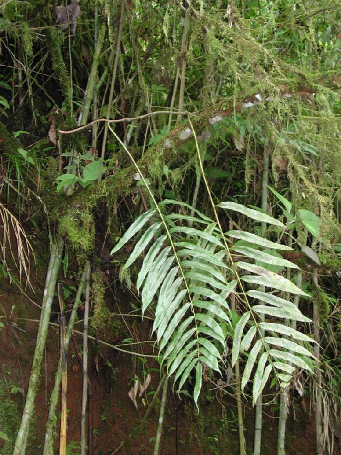Polypodiaceae Serpocaulon fraxinifolium