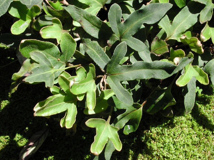Polypodiaceae Pyrrosia hastata