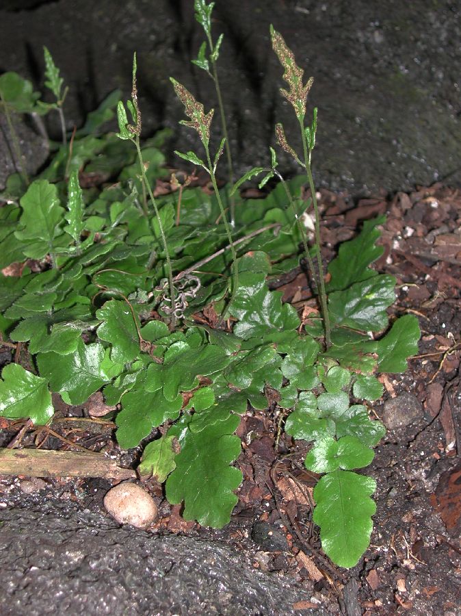Tectariaceae Quercifilix zeylanica