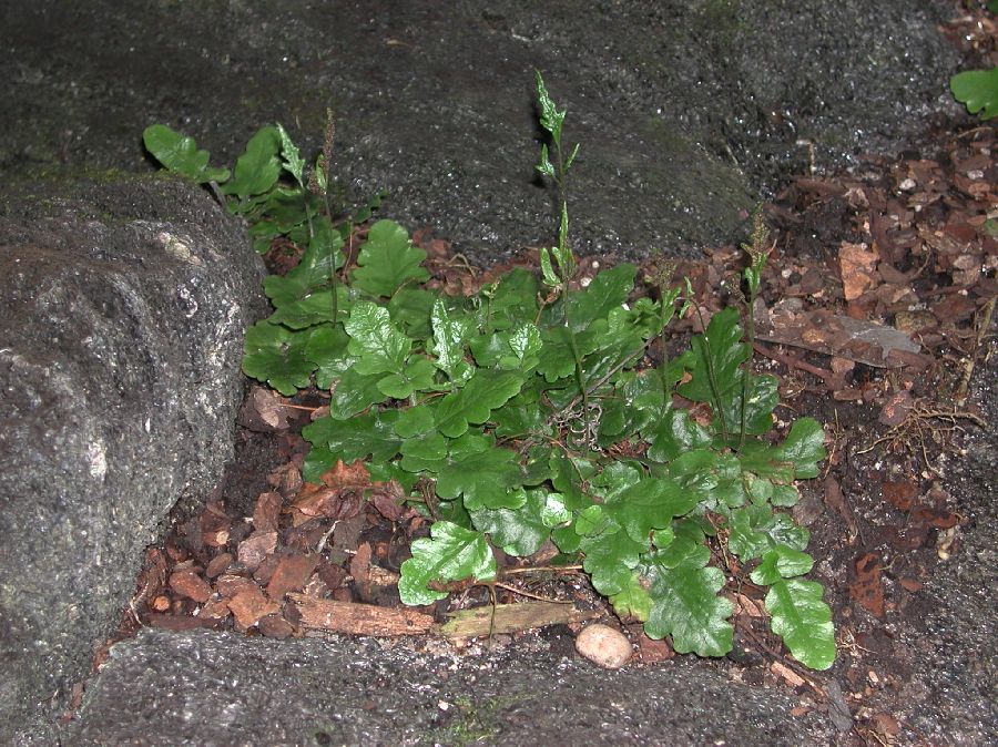 Tectariaceae Quercifilix zeylanica