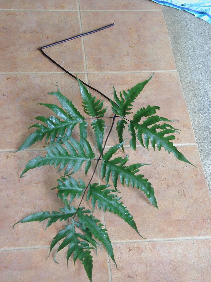 Tectariaceae Tectaria athyrioides