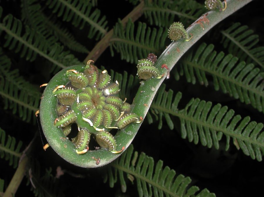 Thelypteridaceae Amauropelta thomsonii