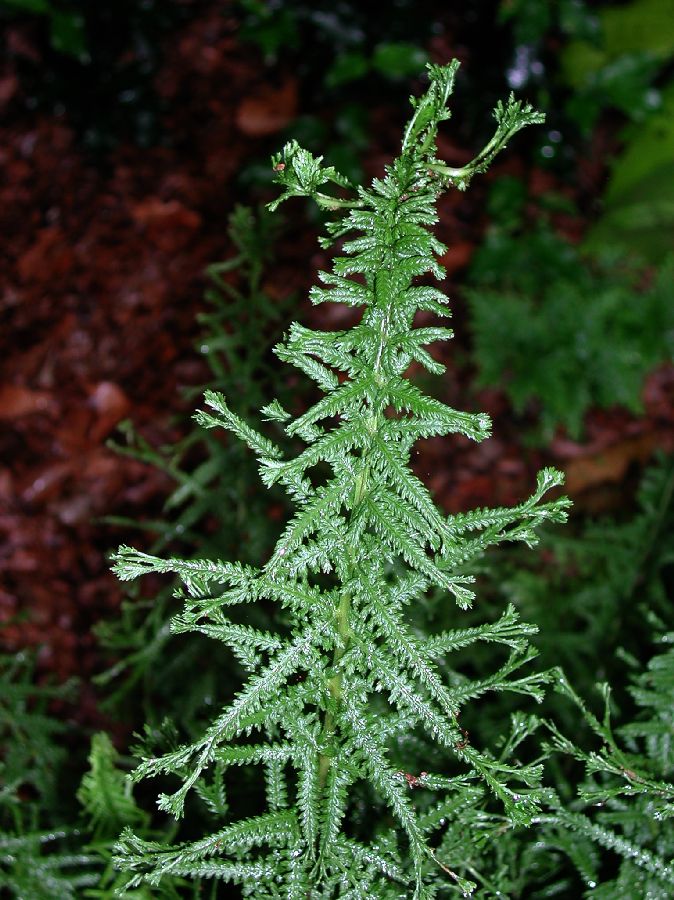 Athyriaceae Athyrium filix-femina