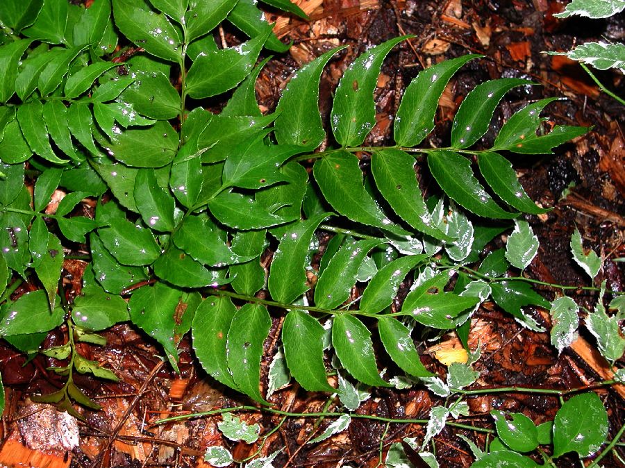 Dryopteridaceae Cyrtomium fortunei