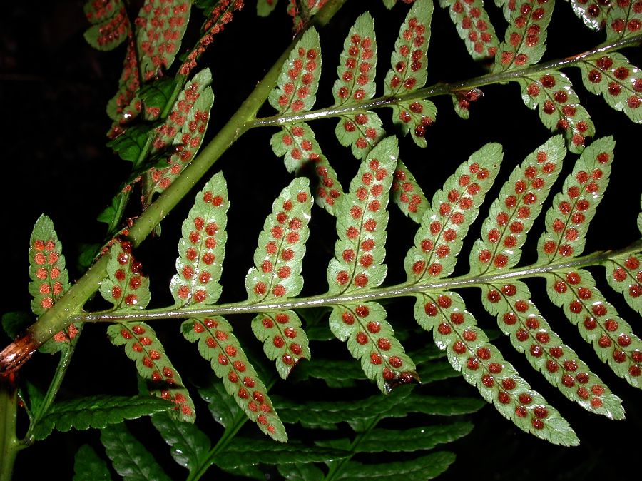 Dryopteridaceae Dryopteris australis