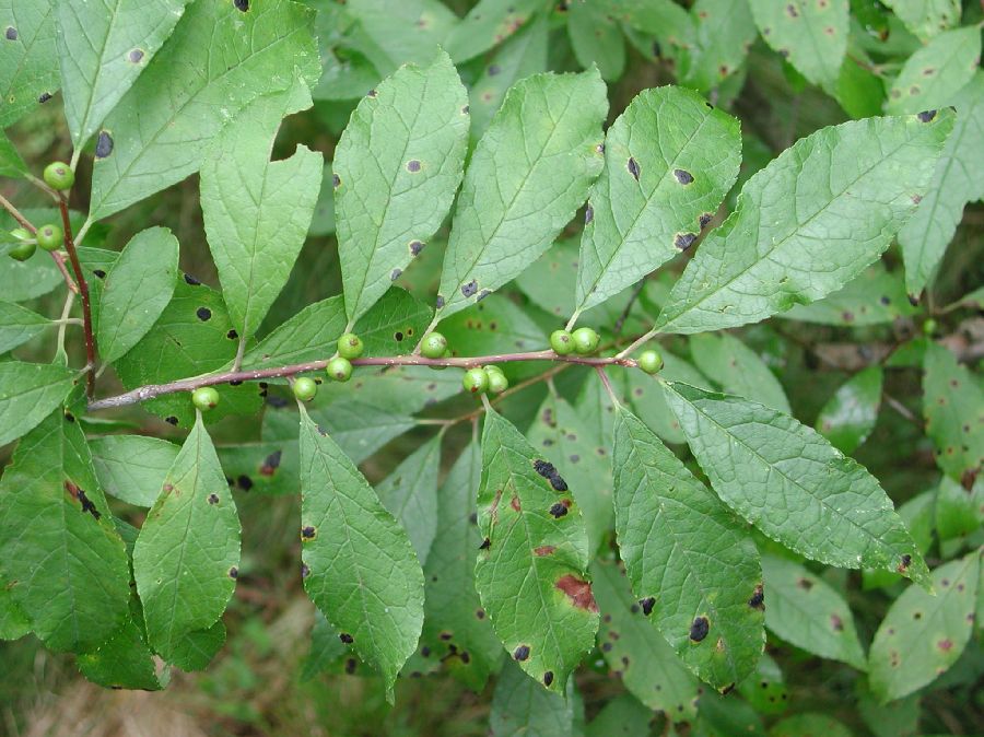 Aquifoliaceae Ilex verticillata
