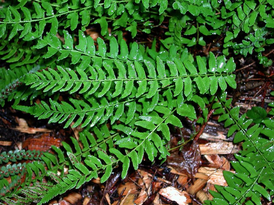 Woodsiaceae Woodsia polystichoides
