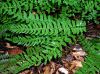 image of Woodsia polystichoides
