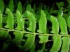 image of Woodsia polystichoides