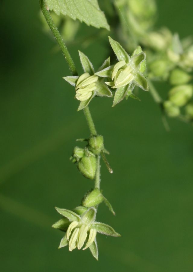 Cannabaceae Humulus lupulus