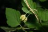 image of Physocarpus opulifolius