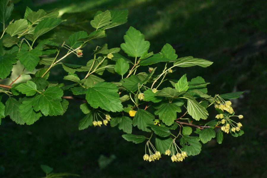Rosaceae Physocarpus opulifolius