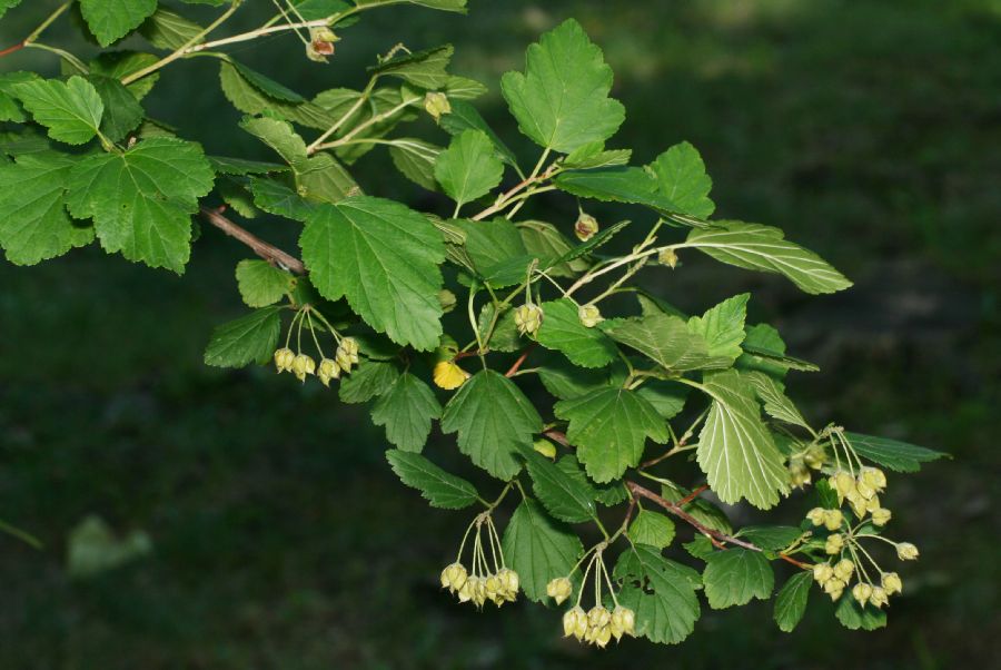 Rosaceae Physocarpus opulifolius