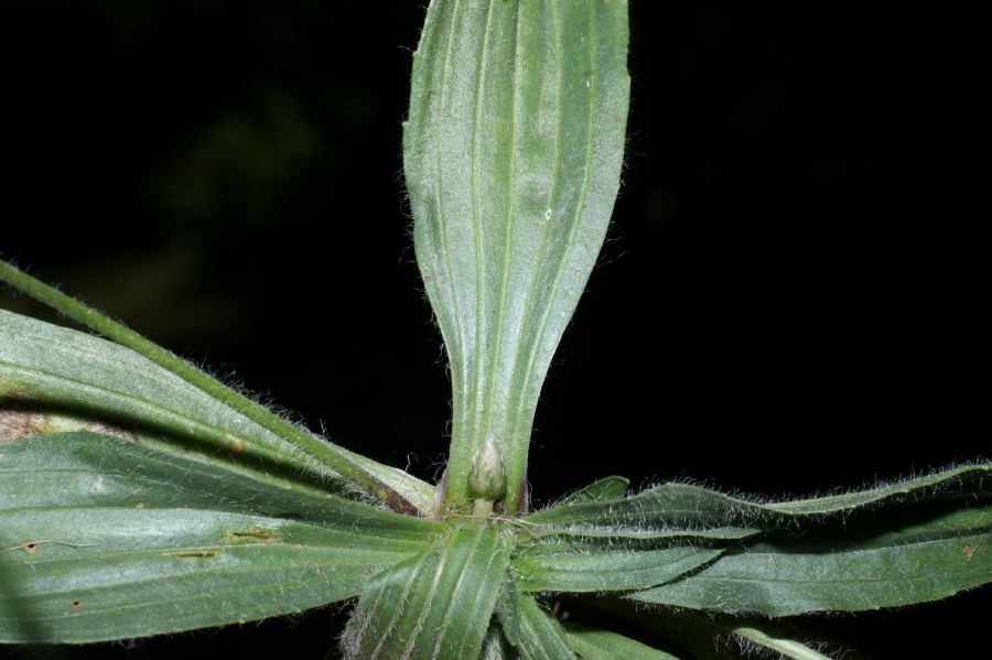 Plantaginaceae Plantago lanceolata